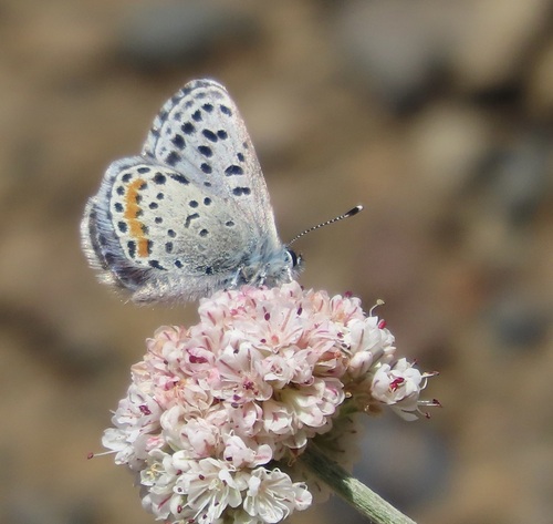 Dotted Blue
