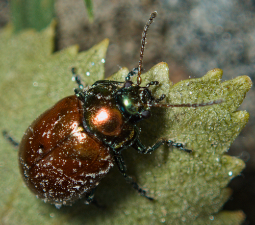 Knotgrass leaf beetle
