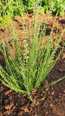 Anarrhinum forskaohlii