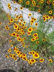 Coreopsis tinctoria