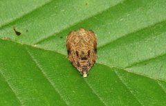 Olethreutes furfuranum