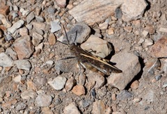 Cratypedes neglectus