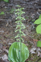 Platanthera orbiculata