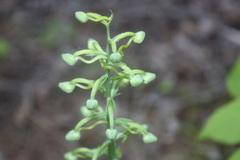 Platanthera orbiculata
