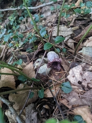 Hexastylis shuttleworthii