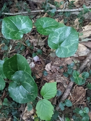 Hexastylis shuttleworthii