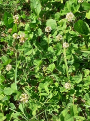 Trifolium repens