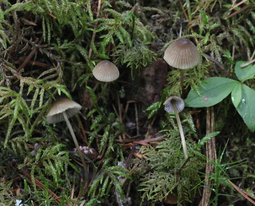 Mycena viridimarginata image
