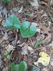 Hexastylis shuttleworthii