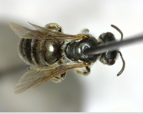 iNaturalist observation photo of Tripartite Sweat Bee