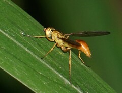 Ptecticus extensipes