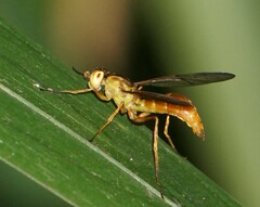 Ptecticus extensipes