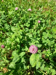 Trifolium pratense