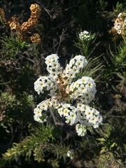 Heliotropium sinuatum