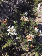 Heliotropium sinuatum