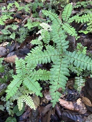 Adiantum latifolium