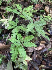 Adiantum latifolium