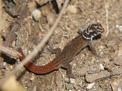 Sphaerodactylus dunni