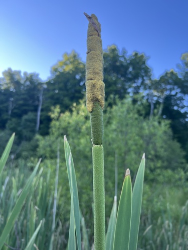 Typha latifolia