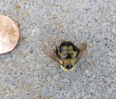 Bombus bimaculatus