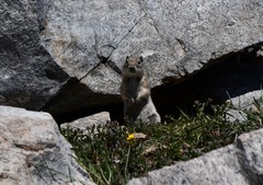 Urocitellus beldingi
