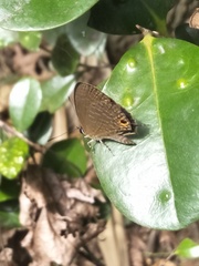 Jamides bochus formosanus