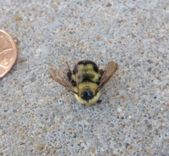 Bombus bimaculatus