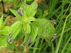 Toxotoma flavofasciata