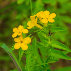 Lithospermum caroliniense
