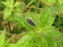 Toxotoma flavofasciata