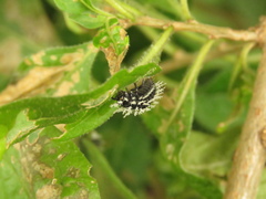 Toxotoma flavofasciata