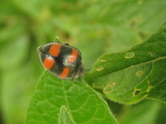 Toxotoma flavofasciata