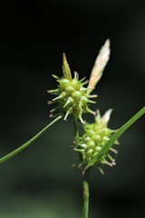 Carex cryptolepis