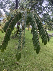 Cassia grandis