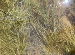 Zannichellia palustris