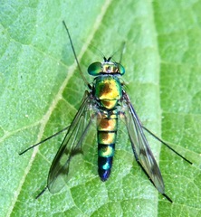 Condylostylus quadricolor