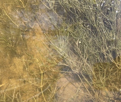 Zannichellia palustris