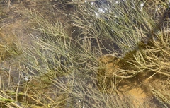 Zannichellia palustris