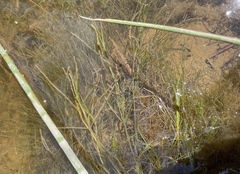 Zannichellia palustris