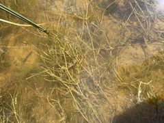 Zannichellia palustris