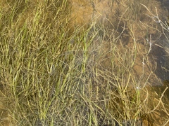 Zannichellia palustris