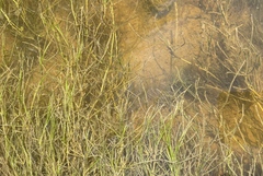 Zannichellia palustris