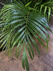 Dypsis lutescens
