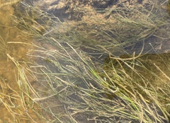 Zannichellia palustris