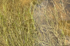 Zannichellia palustris