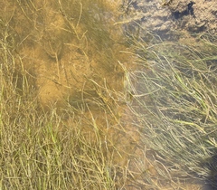 Zannichellia palustris