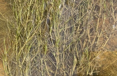 Zannichellia palustris