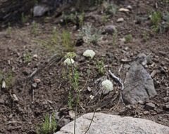 Perideridia bolanderi bolanderi