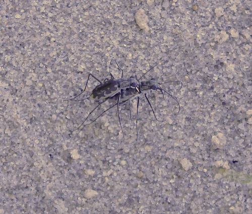 Margined Tiger Beetle photo 3