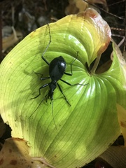 Scaphinotus angusticollis